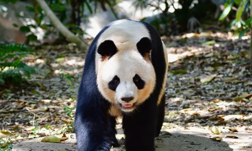 Safari Park Shenzhen