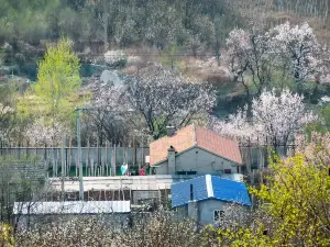 이도백하