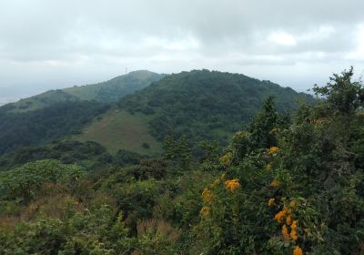 Ngong