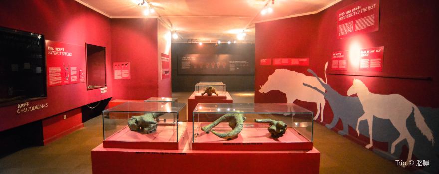 National Museum of Ethiopia
