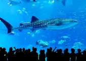Special Theme Parks You must Visit when You Come to Tokyo