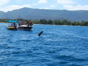 Dolphins watch