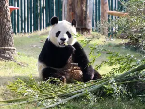Shanghai Wild Animal Park