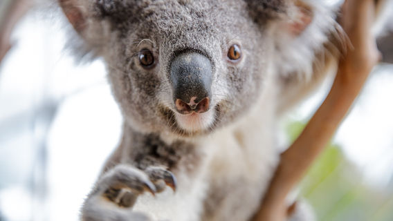 Australia