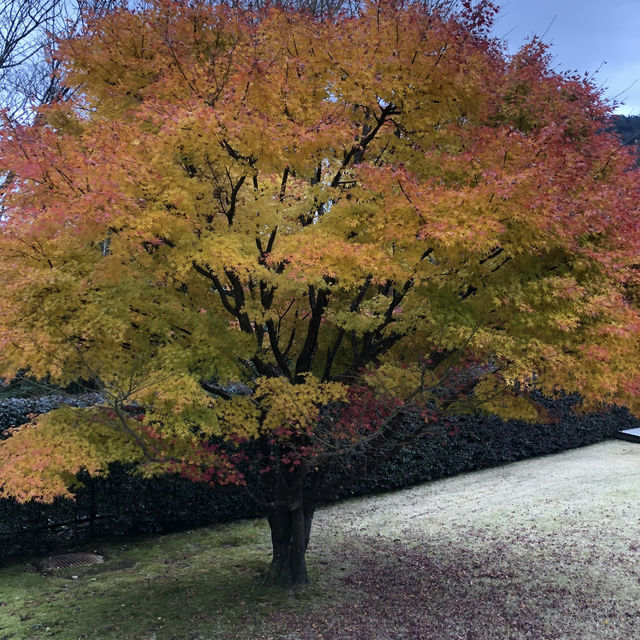 【箱根🇯🇵】ユニークな彫刻を楽しめる🌳彫刻の森美術館