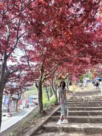 Mount Fuji Magic: Sakura, Serenity, and Stunning Views