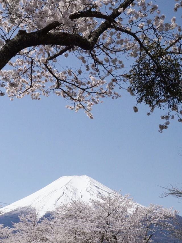 A Dream-Come-True Day at Mt. Fuji with Cherry Blossom Snowfall